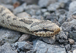 Harilik silenastik (Coronella austriaca)