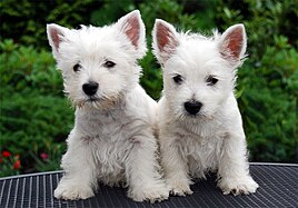 West Highland White Terrier puppies