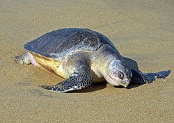 Lepidochelys olivacea