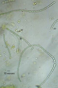 Microfotografia de N. azollae