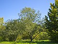 Esemplare presso il Neuer Botanischer Garten, Marburgo