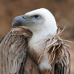 Ansergrifo Gyps fulvus