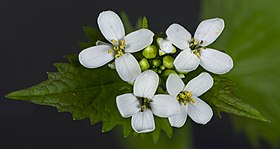 'Alliaria petiolata