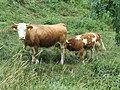 Kalb mit Mutterkuh in Frankenfels, Österreich