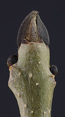 Black buds of a European ash, Fraxinus excelsior