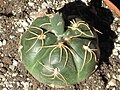 Gymnocalycium denudatum