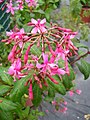 Fúcsia arborescent (Fuchsia arborescens)