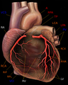 Human heart with coronary arteries