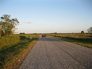 Cattle graze on Davis Estate Road looking southeast.