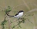 Südlicher Fiskalwürger (Lanius collaris)