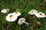 smrdljivi dežniček (Lepiota cristata)