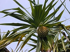 Pandanus tectorius