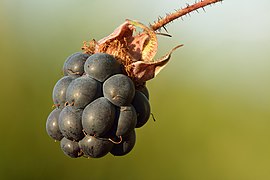 Drupéoles pruineuses et moins sucrées que la ronce commune.