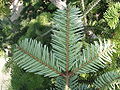 Pingloj de kaŭkaza abio (Abies nordmanniana), sube