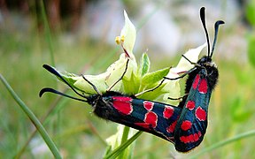 Zygènes, Zygaena carniolica.