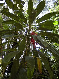 Specimen with fruit