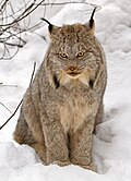 Canada lynx