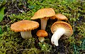 Cuphophyllus pratensis sin. Hygrocybe pratensis