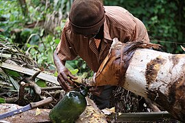 Extraction du vin de palme