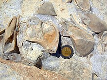 Fossil gastropod and bivalves from Israel