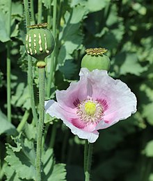 Papaver somniferum