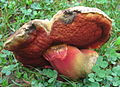 !!Rubroboletus rhodosanguineus!!