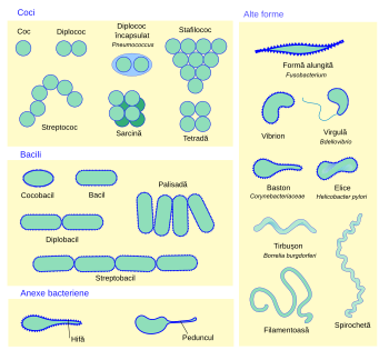 diagramă a morfologiei bacteriene