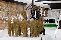 雪中田植え