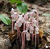 Monotropa uniflora