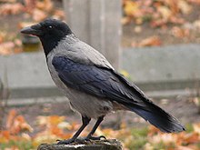 Corvus cornix - Gris-mantea