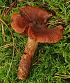 !!!Cortinarius orellanus !!!