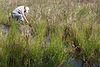 A researcher wearing a beige shirt and hat kneels in a wetland with tall grasses and pools of dark water. He is reaching into the soils of the wetland with one arm.