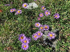 Aster des Alpes (Aster alpinus), à 2 500 mètres d'altitude, Haute Maurienne.