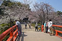 龜城公園中的櫻花