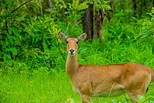 A female kob in Ghana