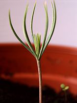 Veel zaadlobben van een Aleppoden (Pinus halepensis)