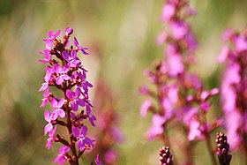 Stylidium graminifolium