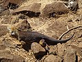 Un'iguana terrestre nell'isola di North Seymour