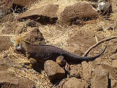 (Conolophus subcristatus) sur l'île Seymour Nord.