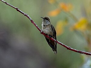 Ino de Anda oreotroĥilo (Oreotrochilus estella)