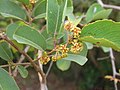 Anogeissus latifolia