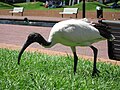 Ibis branco australiano (Threskiornis moluccus).