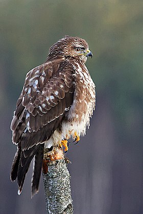 Águia-de-asa-redonda (Buteo buteo)