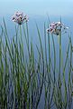 Schwanenblume (Butomus umbellatus)