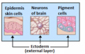 Ektoderm, epidermisin içindeki dokuları üretir, beyindeki nöronların oluşumuna yardımcı olur ve melanositleri oluşturur.