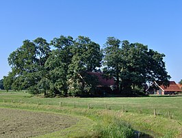 De burchtheuvel waarop de Hondeborg vroeger gelegen was