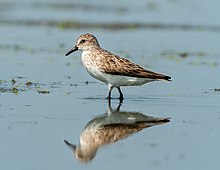 Small bird with long legs standing at water's edge