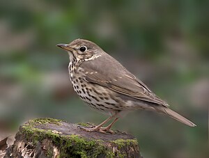 Sjongtroosel (Turdus philomelos) LC - least concern (ei trüüwet)