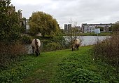 Konikspaarden in de Kleine Weerd