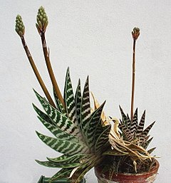 Description de l'image Aloe variegata.jpg.